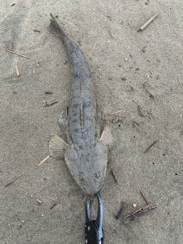 マゴチの釣果