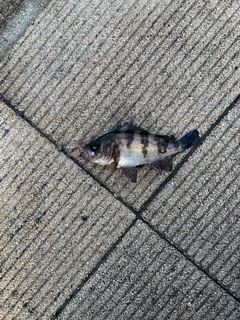 シロメバルの釣果