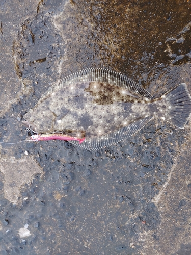 ヒラメの釣果