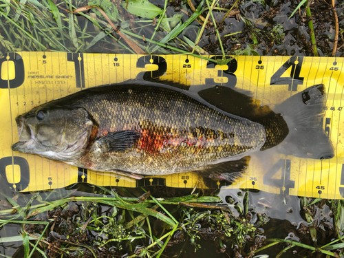 スモールマウスバスの釣果