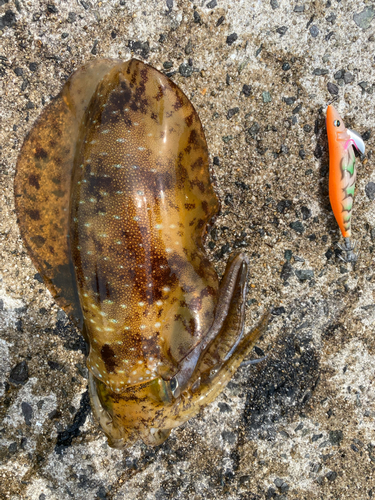 モンゴウイカの釣果