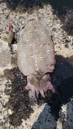 モンゴウイカの釣果