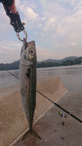 ゴマサバの釣果