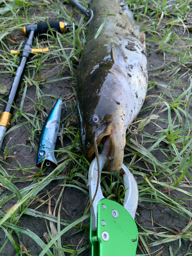 ナマズの釣果