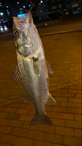 セイゴ（マルスズキ）の釣果