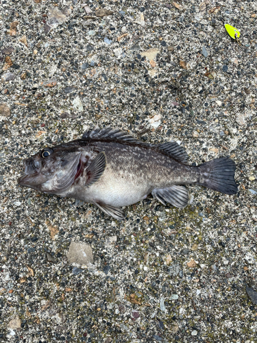 クロソイの釣果