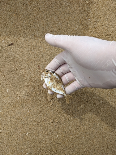 ヒイラギの釣果