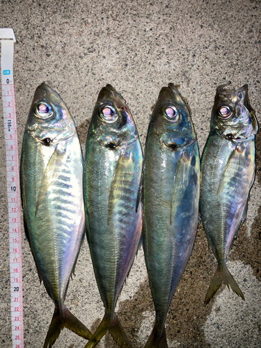 アジの釣果