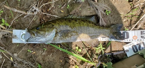 スモールマウスバスの釣果