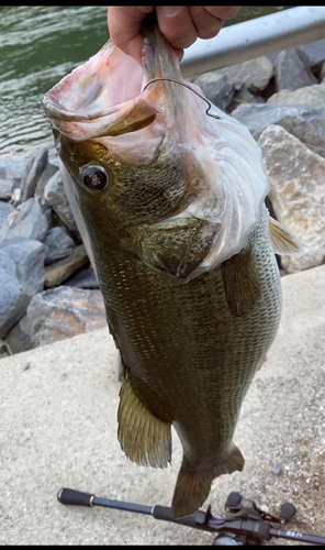 ブラックバスの釣果