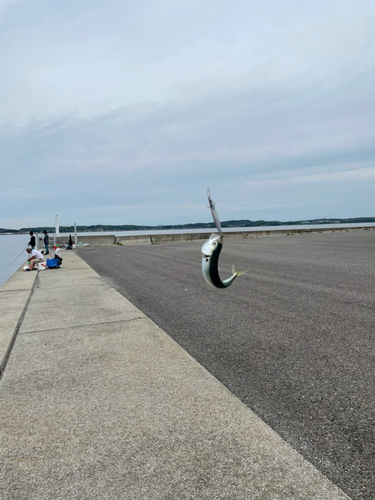 サバの釣果