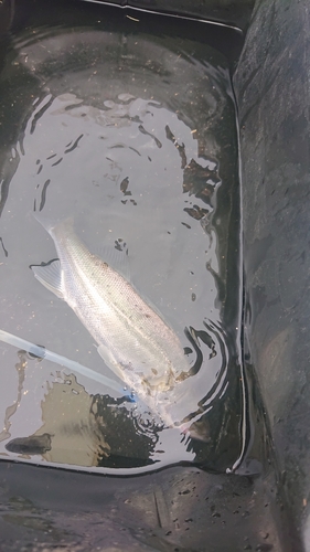 セイゴ（マルスズキ）の釣果