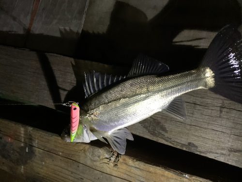 シーバスの釣果