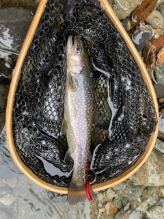 イワナの釣果