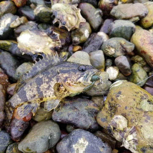 タケノコメバルの釣果