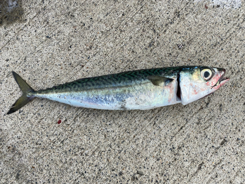 サバの釣果