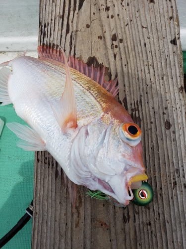 レンコダイの釣果