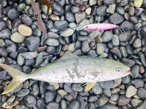 ワカシの釣果