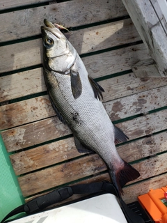 ヒラスズキの釣果