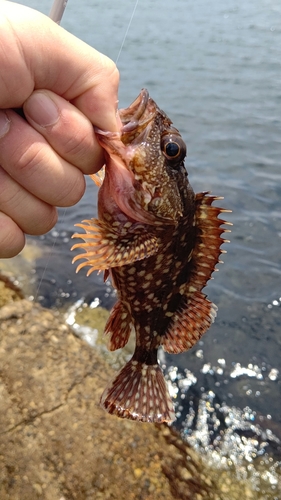 アラカブの釣果