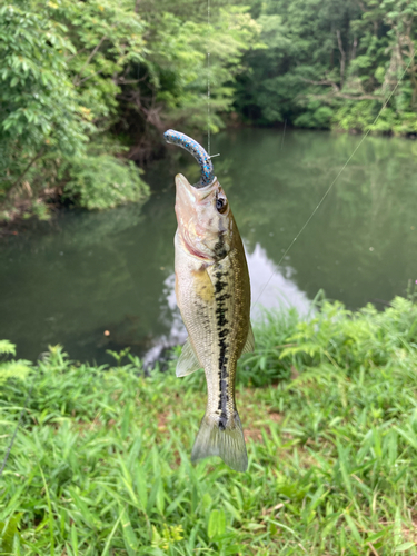 ブラックバスの釣果