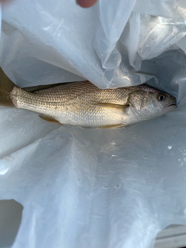 イシモチの釣果