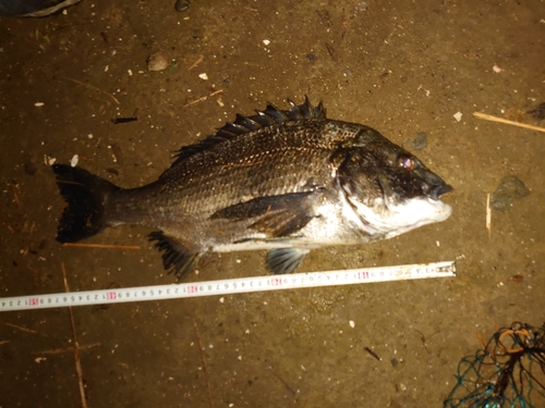 クロダイの釣果