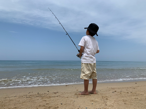 シロギスの釣果