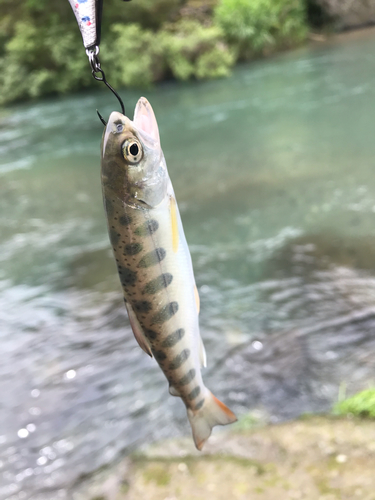 ヤマメの釣果