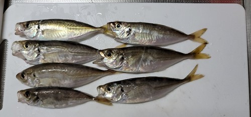 アジの釣果