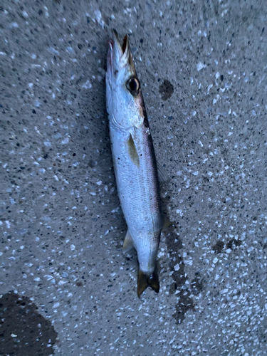 アカカマスの釣果