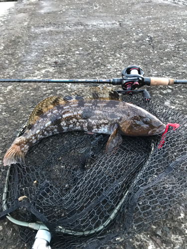 アイナメの釣果