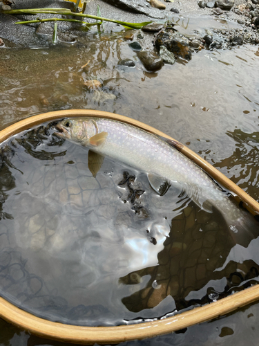 アメマスの釣果