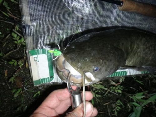 マナマズの釣果