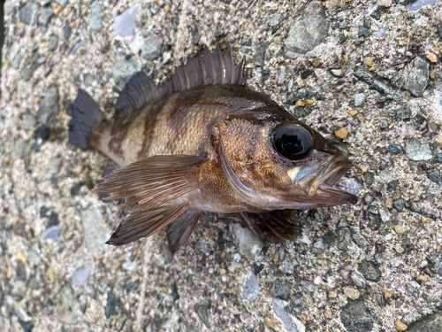 クロメバルの釣果