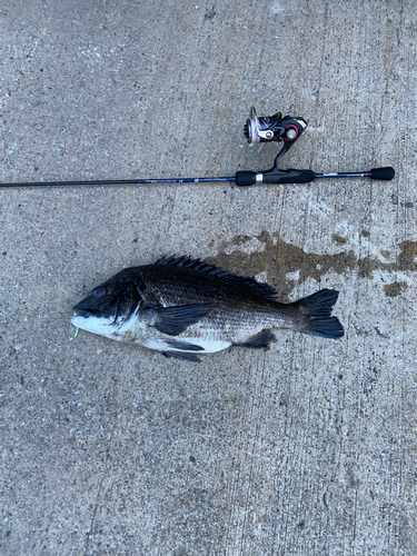 クロダイの釣果