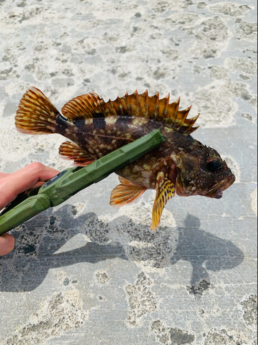 アラカブの釣果