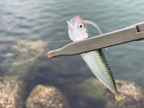 サバの釣果