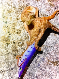 タコの釣果