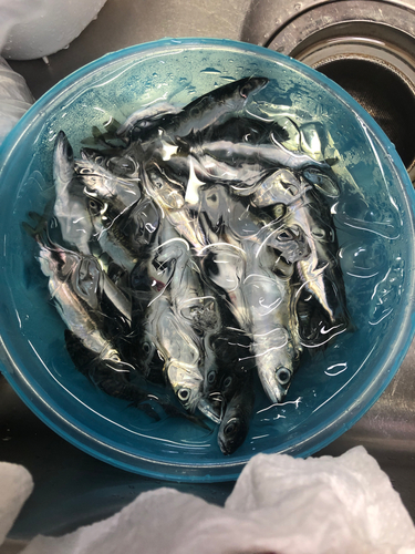 サバの釣果