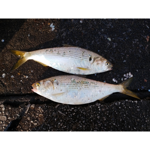 コノシロの釣果