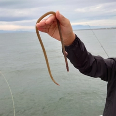 ダイナンウミヘビの釣果