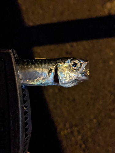 マサバの釣果