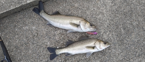 シーバスの釣果