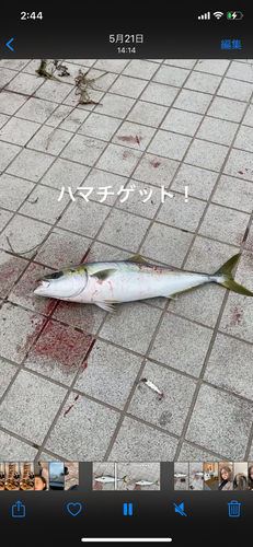 ハマチの釣果