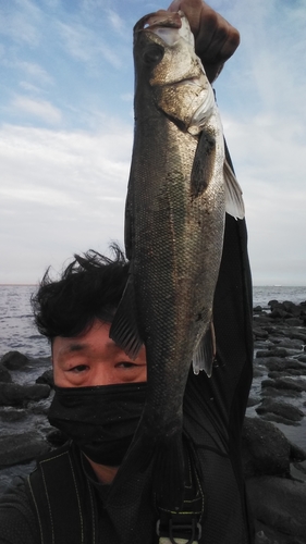 セイゴ（タイリクスズキ）の釣果