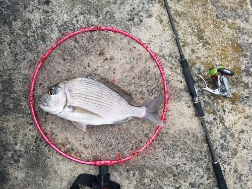 ヘダイの釣果