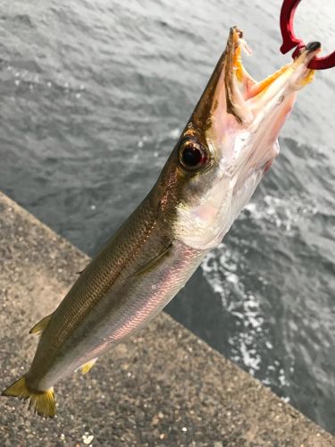 カマスの釣果