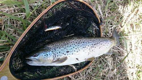 ブラウントラウトの釣果