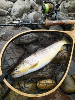 ブラウントラウトの釣果